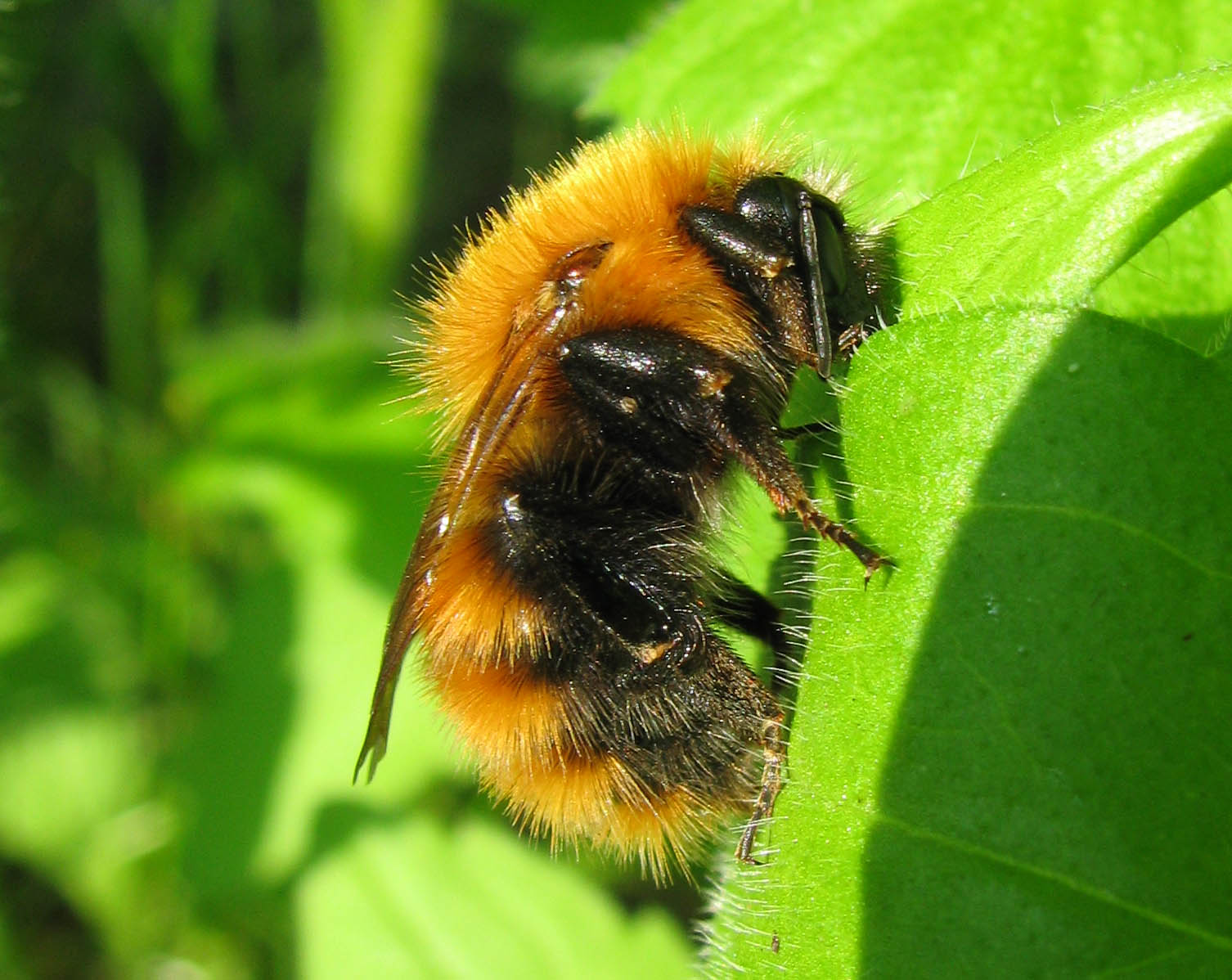 Bombus pascuorum  (Apidae)